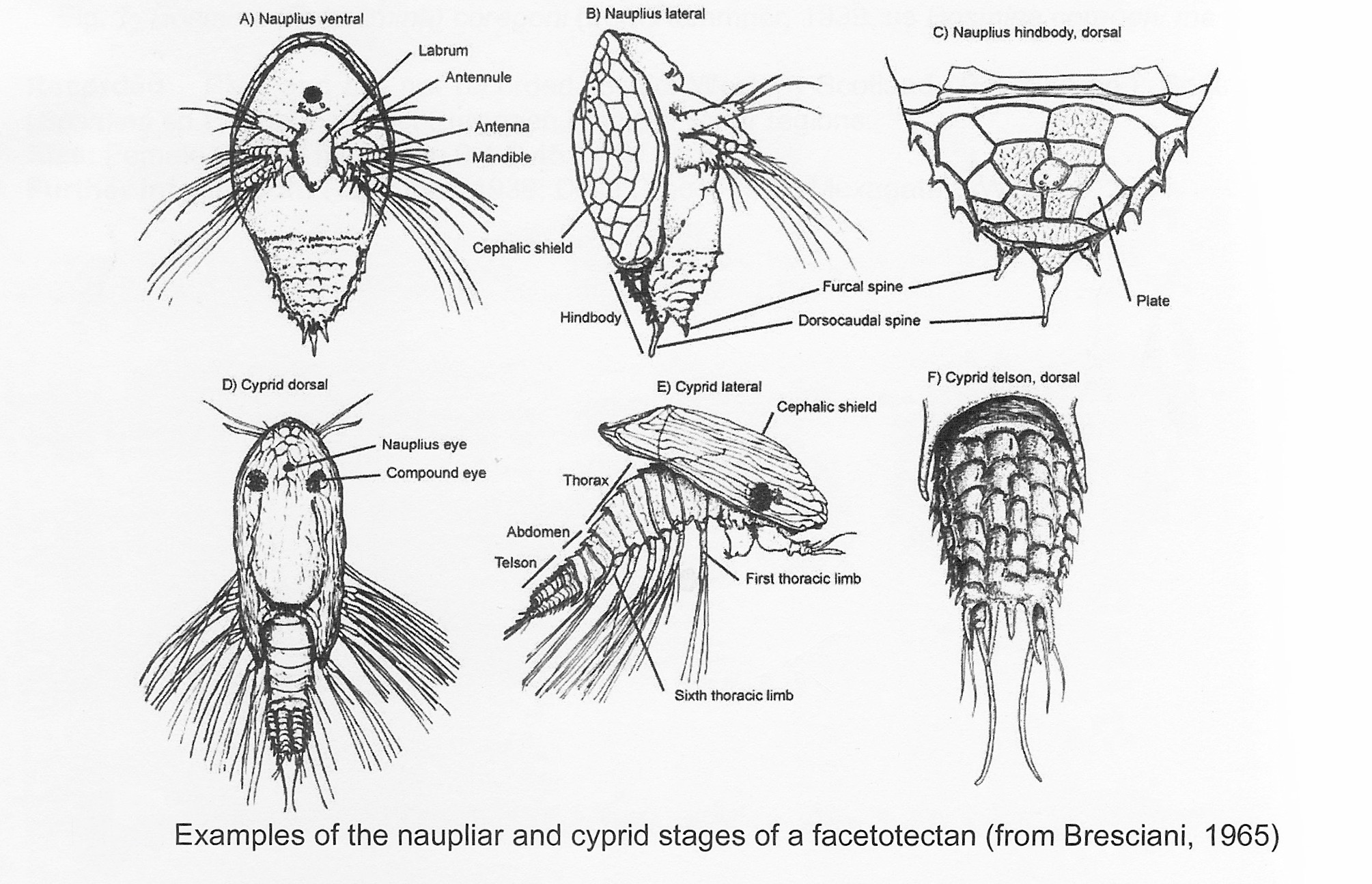 Facetotecta larvae